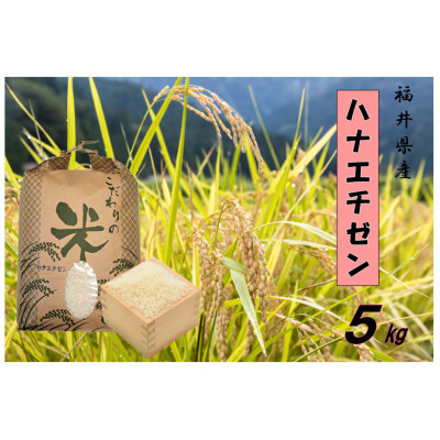 令和7年産 ハナエチゼン(精米) 5kg【1462110】福井県越前町15000米・パン白米