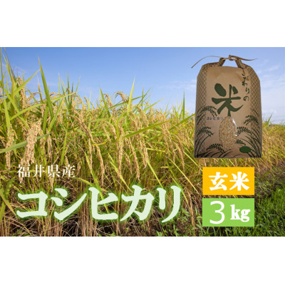 令和7年産 コシヒカリ(玄米) 3kg【1462985】福井県越前町9000米・パン玄米・雑穀米・もち米・餅