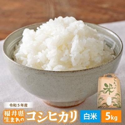 令和7年産 コシヒカリ(精米) 5kg【1465391】福井県越前町16000米・パン白米