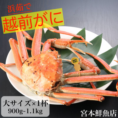 【2025年1月中旬頃より順次発送】〈浜茹で〉越前がに 大サイズ×1杯【配送不可地域:離島・北海道・沖縄】【1510198】福井県越前町120000魚介・海産物カニ