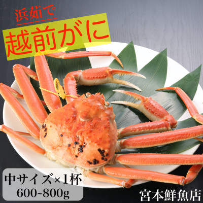 【2024年11月中旬頃より順次発送】〈浜茹で〉越前がに 中サイズ×1杯【配送不可地域:離島・北海道・沖縄】【1510201】福井県越前町55000魚介・海産物カニ