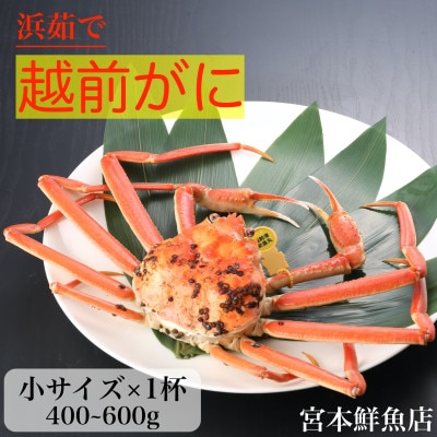 【2024年11月中旬頃より順次発送】〈浜茹で〉越前がに 小サイズ×1杯【配送不可地域:離島・北海道・沖縄】【1510206】福井県越前町43000魚介・海産物カニ