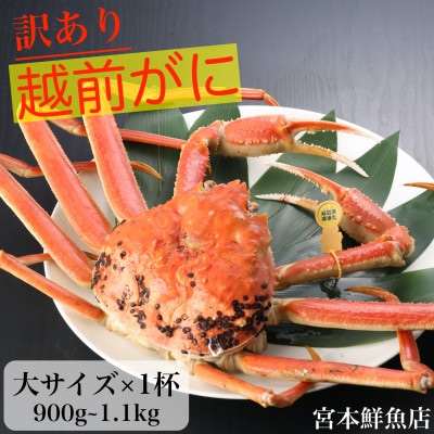 【2025年2月より順次発送】【訳あり】≪浜茹で≫越前がに 大サイズ×1杯【配送不可地域:離島・北海道・沖縄】【1510213】福井県越前町60000魚介・海産物カニ