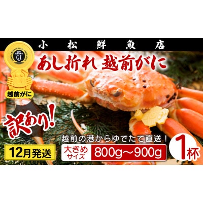 【訳あり】足折れ 越前がに 大きめサイズ × 1杯(800〜900g)【12月発送分】【配送不可地域:離島】【1521082】福井県越前町90000魚介・海産物カニ