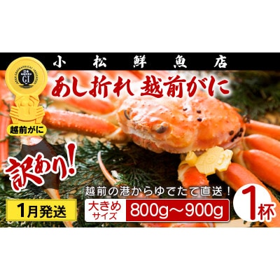 【訳あり】足折れ 越前がに 大きめサイズ × 1杯(800〜900g)【1月発送分】【配送不可地域:離島】【1521084】福井県越前町70000魚介・海産物カニ