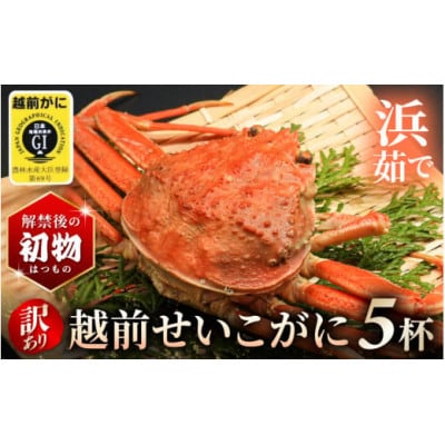解禁直後の初物 ≪浜茹で≫訳あり越前せいこガニ (越前がにタグ付き) 5杯 【11月限定発送】【配送不可地域:離島・北海道・沖縄・東北・関東・中国・四国・九州】【1553381】福井県越前町