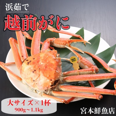 【2026年1月中旬頃より順次発送】《浜茹で》越前がに 大サイズ×1杯【配送不可地域:離島・北海道・沖縄】【1611408】福井県越前町120000魚介・海産物カニ