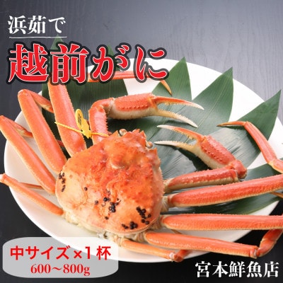 【2026年2月より順次発送】《浜茹で》越前がに 中サイズ×1杯【配送不可地域:離島・北海道・沖縄】【1611430】福井県越前町46000魚介・海産物カニ
