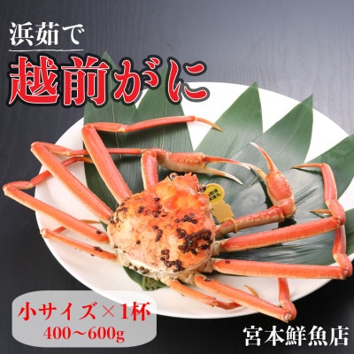 【2025年11月中旬頃より順次発送】《浜茹で》越前がに 小サイズ×1杯【配送不可地域:離島・北海道・沖縄】【1611435】福井県越前町43000魚介・海産物カニ