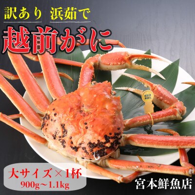 【2025年11月中旬頃より順次発送】【訳あり】《浜茹で》越前がに 大サイズ×1杯【配送不可地域:離島・北海道・沖縄】【1611443】福井県越前町70000魚介・海産物カニ