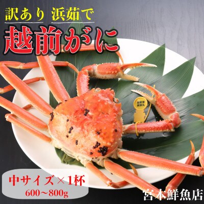 【2026年2月より順次発送】【訳あり】《浜茹で》越前がに 中サイズ×1杯【配送不可地域:離島・北海道・沖縄】【1611461】福井県越前町35000魚介・海産物カニ