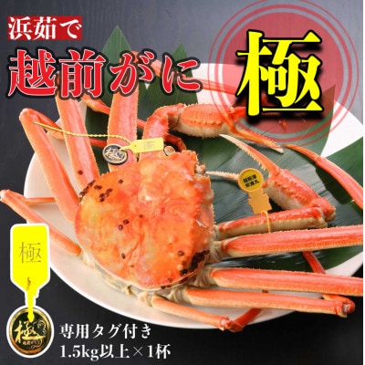 【2026年1月中旬頃より順次発送】《浜茹で》越前がに 極(1.5kg以上×1杯)【配送不可地域:離島・北海道・沖縄】【1611485】福井県越前町1080000魚介・海産物カニ