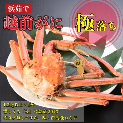 【2026年1月中旬頃より順次発送】《浜茹で》越前がに 極落ち(1.5kg以上×1杯)【配送不可地域:離島・北海道・沖縄】【1611493】福井県越前町325000魚介・海産物カニ