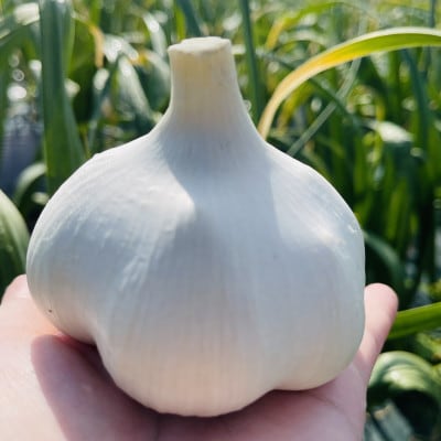 【テレビ紹介】青森にんにく白玉王1kg (産地直送・農家レシピ付き)【配送不可地域:離島】【1592810】青森県十和田市10000野菜・きのこ大根・ニンジン・根菜類