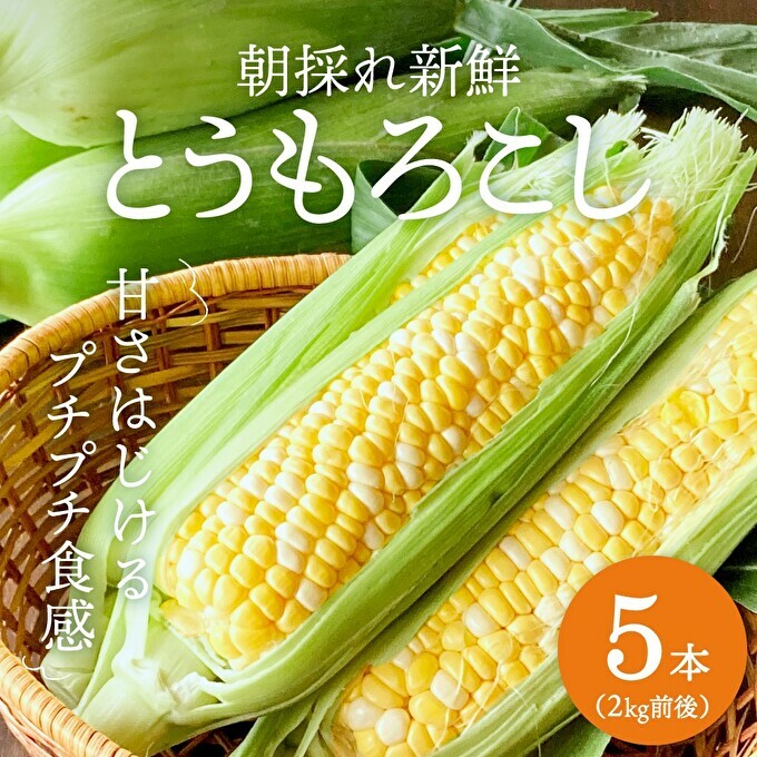 朝どれとうもろこし 5本〜20本 約2〜8kg前後 冷蔵 クール便 とうもろこし 季節の野菜 旬の野菜 新鮮 トウモロコシ 農家直送 夏野菜 野菜 お届け:2024年6月中旬〜2024年7月上旬兵庫県加西市10000