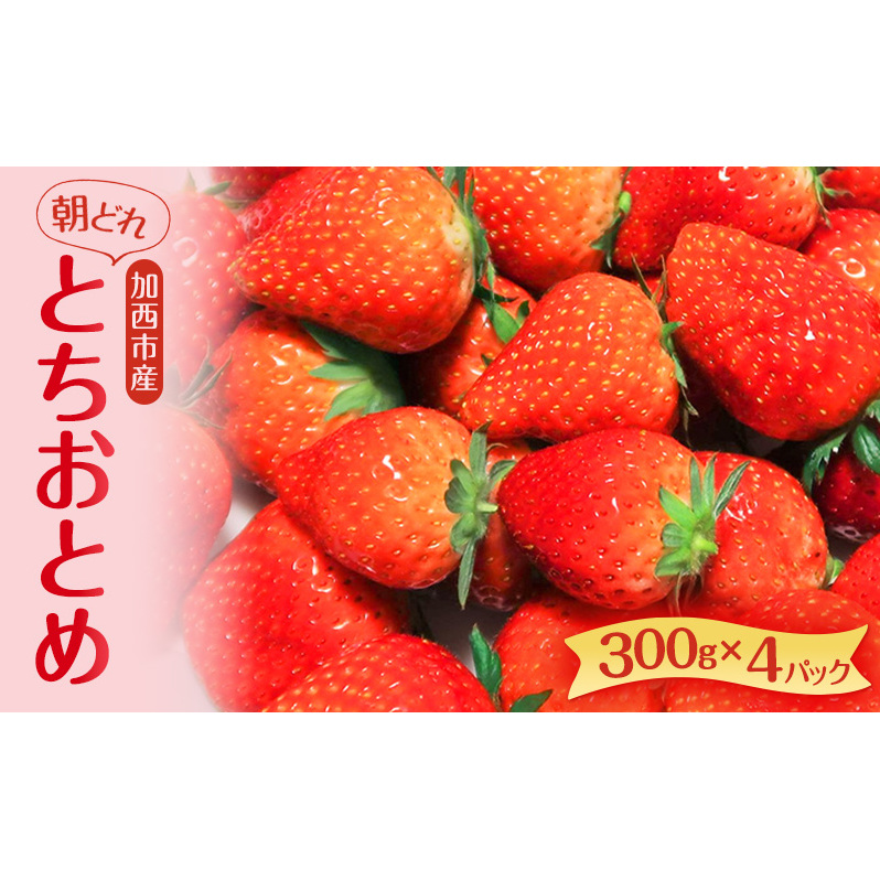 朝どれ いちご 300g 4パック L〜3Lサイズ 加西いちご とちおとめ イチゴ 苺 フルーツ 果物 くだもの 季節のフルーツ 旬のフルーツ お届け:2025年1月上旬〜2025年2月末兵庫県加西市13000果物・フ