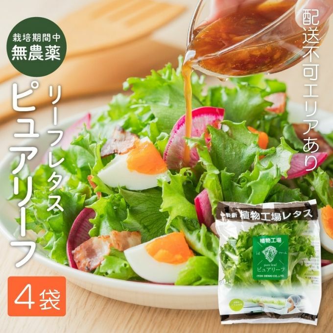 レタス ピュアリーフ 4個入り  リーフレタス 栽培期間中 無農薬 野菜 季節の野菜 旬の野菜 新鮮 サラダ 付け合わせ  最新植物工場レタス兵庫県加西市3000野菜・きのこその他 野菜