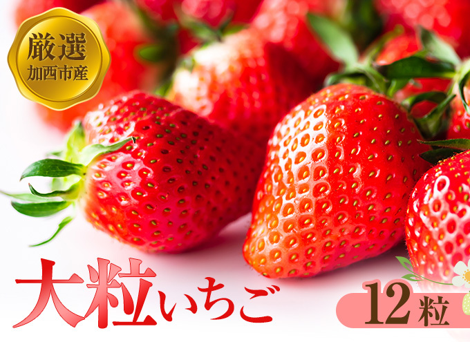 【厳選大粒いちご】 12粒 加西市産  あきひめ やよい姫 あまクイーン 紅クイーン 果物 フルーツ デザート 兵庫県加西市12000果物・フルーツいちご