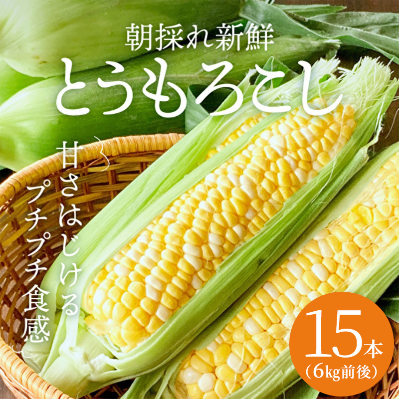 朝どり とうもろこし 15本(6kg前後)よしよし畑 農家直送 兵庫県加西市22000野菜・きのことうもろこし