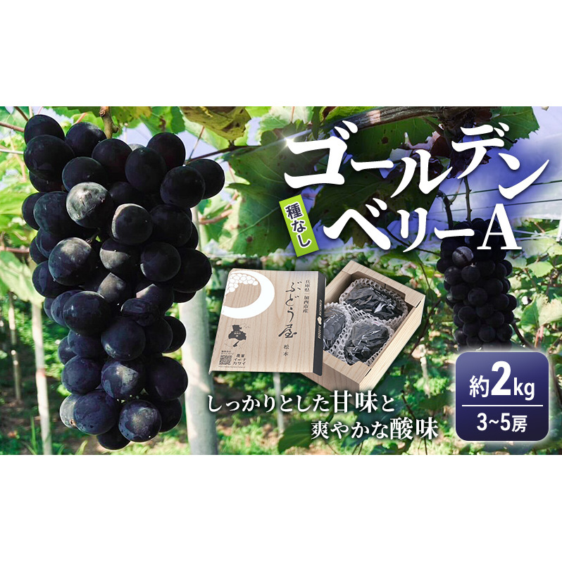 ゴールデンベリーA 約2kg 3〜5房 【2026年産 予約受付】 ぶどう ブドウ 葡萄 お取り寄せ フルーツ 果物 種なし 甘い おすすめ 美味しい 選果場直送  ギフト 贈答 兵庫県兵庫県加西市20000果物・