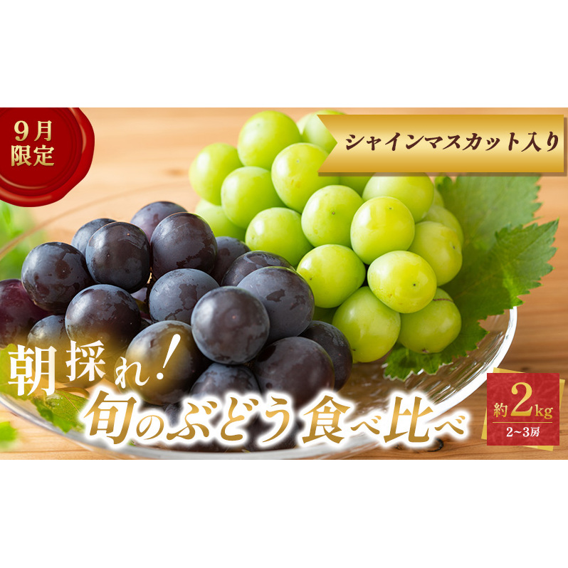 9月限定|採れたて旬のぶどう 食べ比べ 約2kg(3〜4房)シャインマスカット入り セット 詰め合わせ 産地直送 フルーツ 兵庫県 加西市兵庫県加西市18000果物・フルーツマスカット・ぶどう