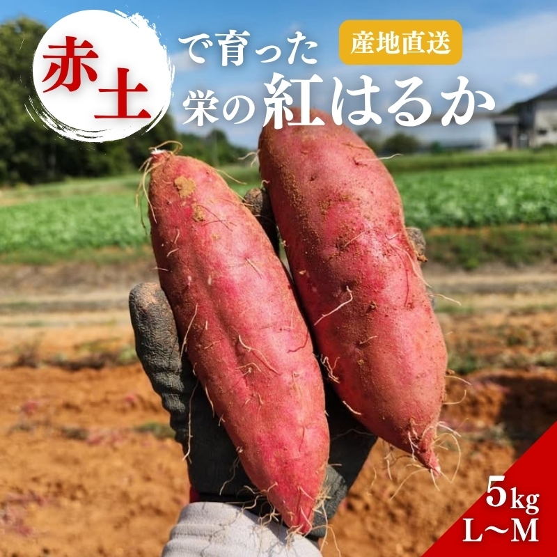 さつまいも 紅はるか 5kg 産地直送 野菜 サツマイモ 芋 焼き芋 赤土 加西市 栄町兵庫県加西市14000野菜・きのこじゃがいも・イモ類