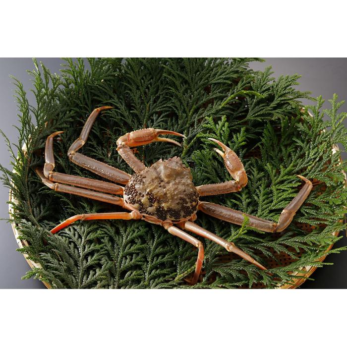 鳥取県産 訳あり生松葉がに1枚【中村商店】鳥取県鳥取市69000魚介・海産物カニ