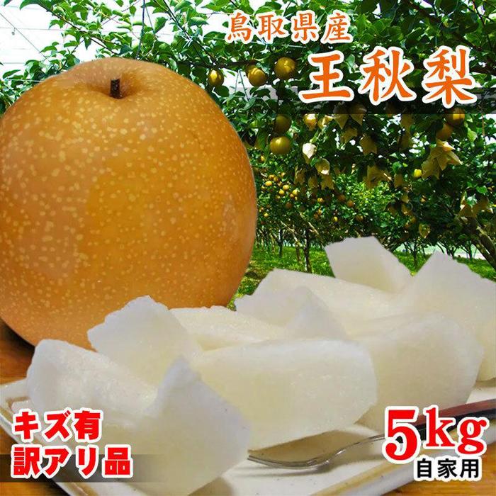 H 󂠂 5kg 挧YytH[V[Yz挧s13000ʕEt[c񂲁E