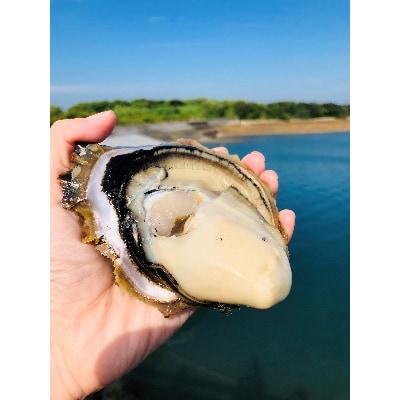 (株)浜崎水産の天草天領岩かき2.5kg入(10個前後)【配送不可地域:離島・北海道・沖縄】【1216361】熊本県苓北町21000魚介・海産物貝類
