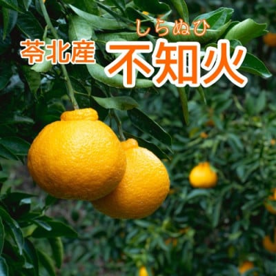 不知火(しらぬい) 約4kg【1481237】熊本県苓北町16000果物・フルーツみかん・柑橘類