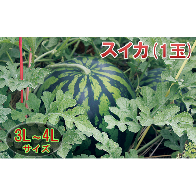 【在庫数限定】スイカ(1玉)約8kg以上 果物類 石川県珠洲市11000果物・フルーツメロン・スイカ
