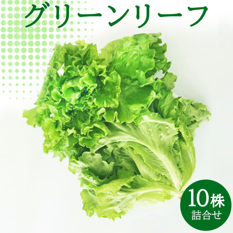 グリーンリーフ10株詰合せ ※2025年8月18日以降発送予定石川県七尾市10000野菜・きのこその他 野菜