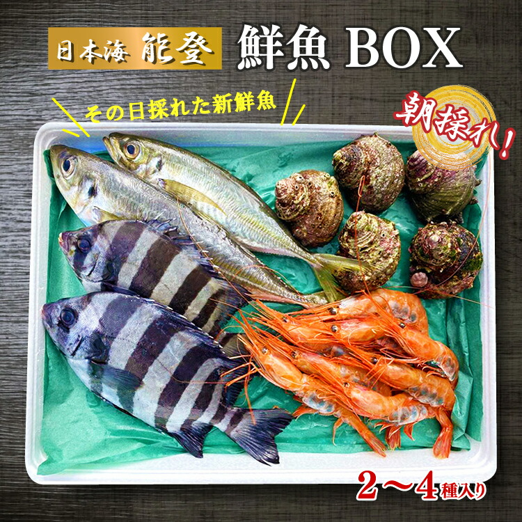 能登の朝どれ「いきいき七尾魚」おまかせ鮮魚ボックス 小(2〜4種類)(下処理なし) | 魚 新鮮 詰め合わせ ※北海道・青森・沖縄・離島及び九州(福岡県を除く)配送に2日以上かかる地