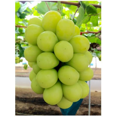 R@gY@VC}XJbg@1[(650gȏ)@iy1151380zRÎRs18000ʕEt[c}XJbgEԂǂ
