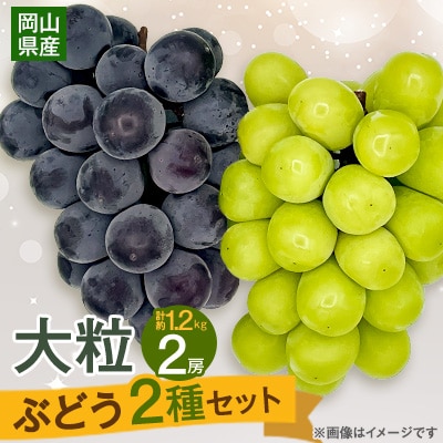 【2025年10月より発送】大粒ぶどう2種セット シャインマスカットほか 2房 約1.2kg【1244629】岡山県津山市16000果物・フルーツマスカット・ぶどう