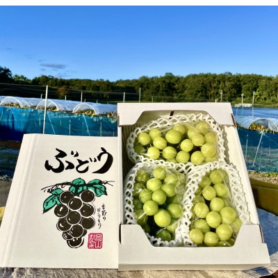 【2025年10月より発送】訳ありシャインマスカット 2~4房 1.5kg ご家庭用【1275134】岡山県津山市16000果物・フルーツマスカット・ぶどう