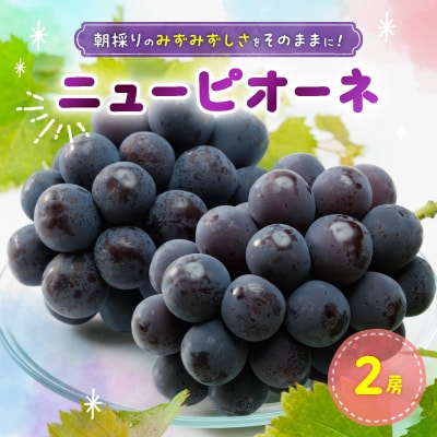 【2024年発送】農園直送ニューピオーネ2房×1箱 朝採りのみずみずしさをそのままに!【配送不可地域:離島】【1365349】岡山県津山市13500果物・フルーツマスカット・ぶどう