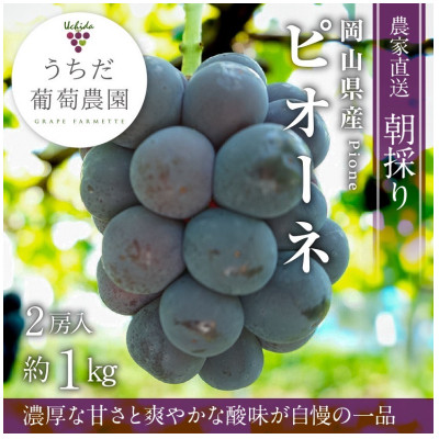 朝採りピオーネ2房入(約1kg)【配送不可地域:離島】【1394886】岡山県津山市13000果物・フルーツマスカット・ぶどう