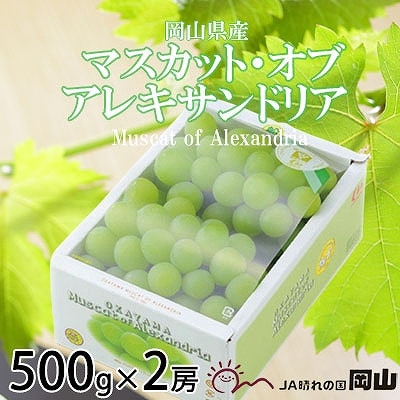 【2025年9月より発送】岡山県産 マスカット・オブ・アレキサンドリア 500g×2房【配送不可地域:離島・北海道・沖縄】【1424424】岡山県津山市14000果物・フルーツマスカット・ぶどう