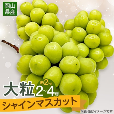 【2025年10月より発送】大粒シャインマスカット 約2kg(2〜4房)【1425198】岡山県津山市30000果物・フルーツマスカット・ぶどう