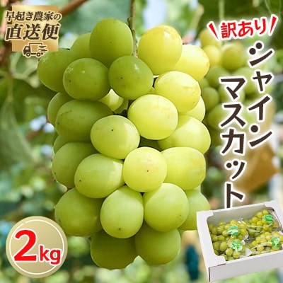 【2025年度発送分】早起き農家の直送便 わけありシャインマスカット2kg【配送不可地域:離島・北海道・沖縄】【1428073】岡山県津山市17000果物・フルーツマスカット・ぶどう