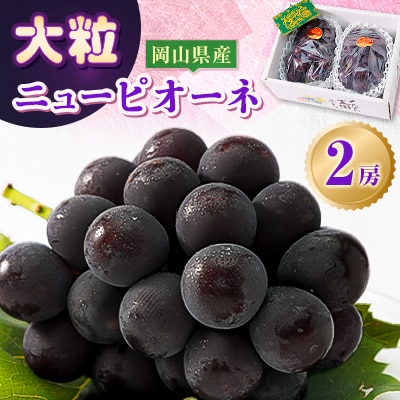 yRYz݂݂W[V[嗱 j[sI[l 2[Zbg (1`1.5kg)yzsnFzy1433058zRÎRs14000ʕEt[c}XJbgEԂǂ