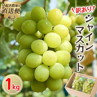 【2025年度発送分】早起き農家の直送便 わけありシャインマスカット1kg【配送不可地域:離島・北海道・沖縄】【1435798】岡山県津山市10000果物・フルーツマスカット・ぶどう