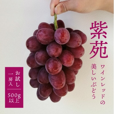 【きよとうファーム】【お試し便】 紫苑(しえん) 1房500g〜(岡山県産)【配送不可地域:離島】【1549075】岡山県津山市10000果物・フルーツマスカット・ぶどう