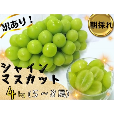 【2026年先行受付】訳あり岡山県産シャインマスカット4kg【配送不可地域:離島】【1571849】岡山県津山市37000果物・フルーツマスカット・ぶどう