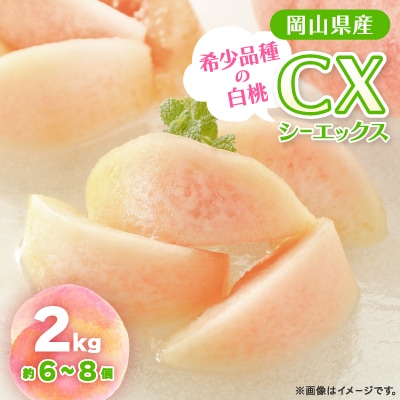 【2025年先行予約】2025年10月上旬頃より発送予定・希少品種の岡山の白桃・CX(2kg箱)【配送不可地域:離島】【1577928】岡山県津山市25000果物・フルーツもも・すもも