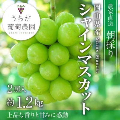 朝採りシャインマスカット2房入(約1.2kg)【配送不可地域:離島】【1609771】岡山県津山市15000果物・フルーツマスカット・ぶどう