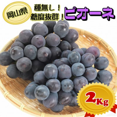 糖度抜群ぶどう【秀品】岡山産!種なしピオーネ2kg以上(3〜4房) ギフトにも【配送不可地域:離島】【1612201】岡山県津山市17000果物・フルーツマスカット・ぶどう