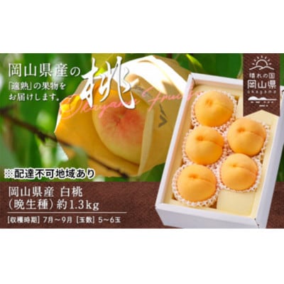 【2026年発送】岡山県産 白桃(晩生種) 約1.3kg(5〜6玉)【配送不可地域:離島】【1614015】岡山県津山市17000果物・フルーツもも・すもも