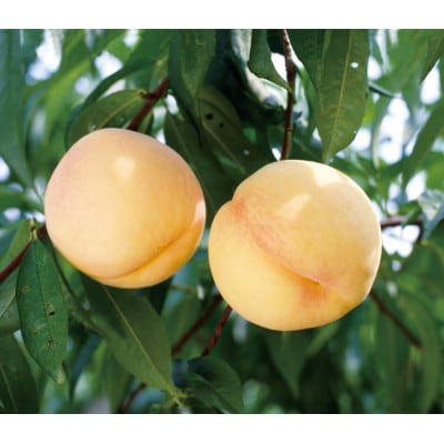 【天満屋選定品】岡山県産シャインマスカット1房(約500g)・白桃2個(約550g)【配送不可地域:離島・北海道・沖縄】【1619379】岡山県津山市29000果物・フルーツもも・すもも